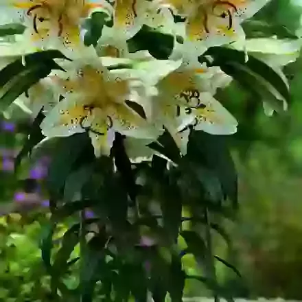 Oriental Lilies for Pots